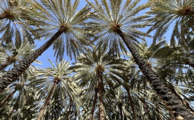 31_WEB_ITINERARY_SAUDI_JORDAN_AlUla_palm_trees_2_HB